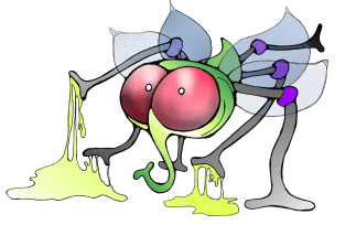 Fliege, Fliegen, Stubenfliege, Schmeißfliege, schmeissfliege, schmeissfliegen, schmeißfliegen, flies, fly, bluebottles, blowfly, blow-fly, blowfly, greenbottle fly, sheep blowfly, la abeja, la mosca, moscas, abejas, mosca azul, mosca de la carne, moscarda, moscardon by Christine Dumbsky 