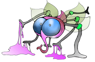 Fliege, Fliegen, Stubenfliege, Stubenfliegen, mistfliege, mistbiene, mistfliegen, mistbienen, Schmeißfliege, schmeissfliege, schmeissfliegen, schmeißfliegen, flies, fly, bluebottles, blowfly, blow-fly, blowfly, greenbottle fly, sheep blowfly, la abeja, la mosca, moscas, abejas, mosca azul, mosca de la carne, moscarda, moscardon by Christine Dumbsky 